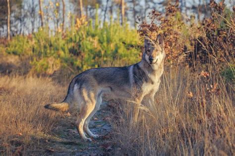 Tamaskan Dog Breed Information Pictures And Facts