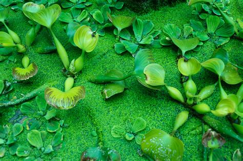 Green Water Plants Free Stock Photo Public Domain Pictures