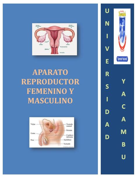 Aparato Reproductor Femenino Y Masculino By Whileibys Caguao Issuu