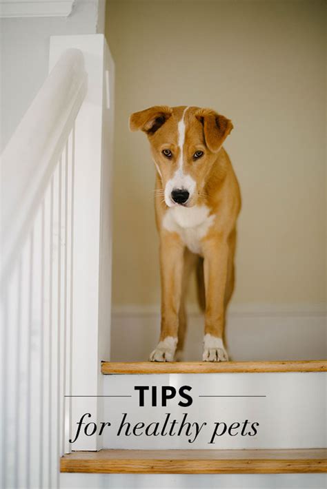 8 Tips To Keep Your Pets Healthy The Neighborhood
