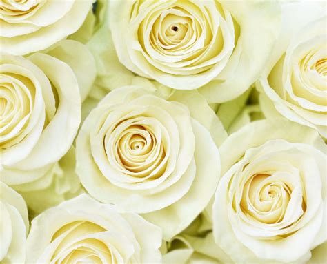 White Mondial Rose 100 Stems — Farm Direct Rose