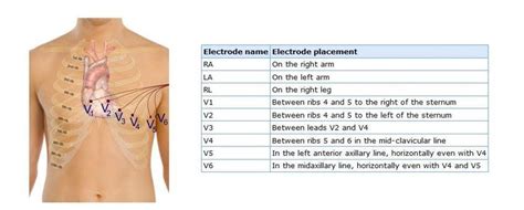 Ecg Placement Of Electrodes Placement Of The Precordial