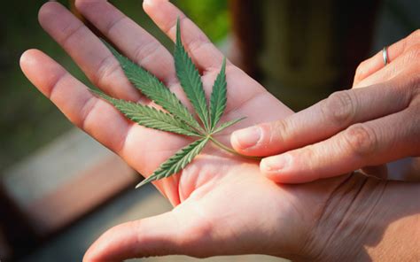 Costar un ojo de la cara, valer un ojo de la cara loc verblocución verbal: Cannabis and Trump: What Will Happen to Medical and ...