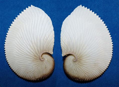 Argonauta Argo Argonautidae Specimen Sea Shell Picture Ts118611