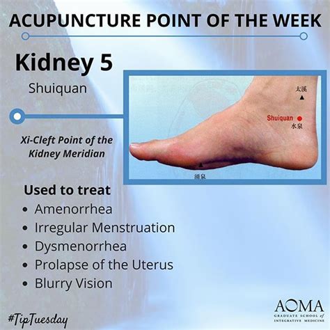 Tiptuesday Acupuncture Point Of The Week Kidney 5 📍