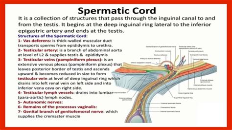 Spermatic Cord Arteries Duct Biology Canal Cord Cable Cords