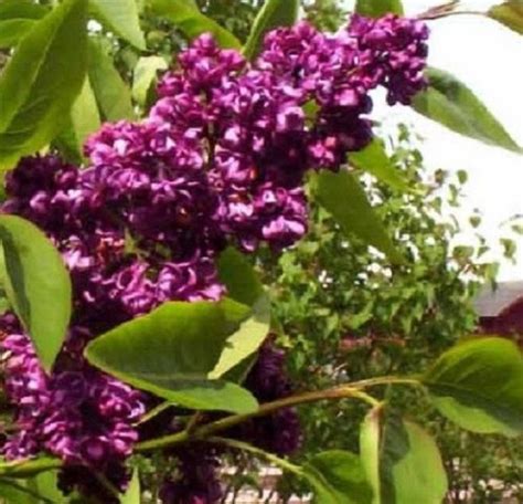 25 Dark Purple Lilac Seeds Tree Fragrant Hardy Perennial Flower Shrub