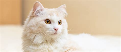 Turkish Angora Cat Breed Information Characteristics And Facts