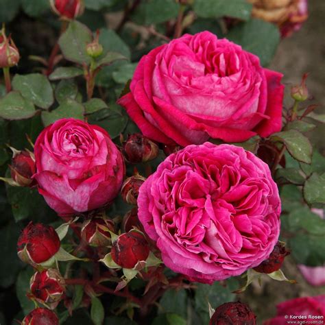 Buy Freifrau Caroline ® Floribunda Rose Agel Rosen