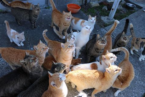 Japans Cat Island Asks Internet For Food Gets More Than