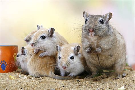 Pin By American Gerbil Society On Cute Gerbils Gerbil Animals Cute