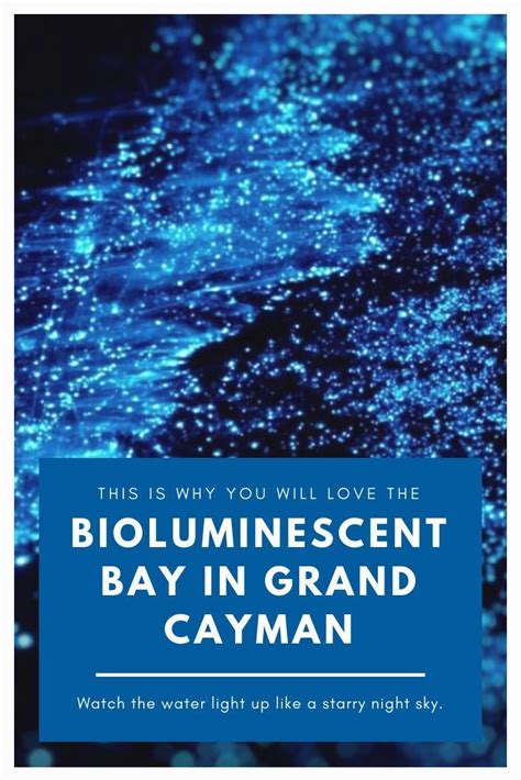 Heres Why You Will Love The Bioluminescent Bay In Grand Cayman The