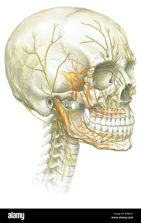 An Illustration Of Human Skull And Nerve System Stock Photo Alamy
