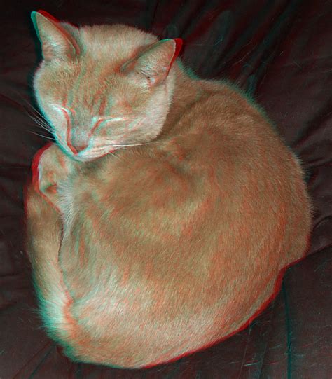 Ginger Cat In Anaglyph 3d Red Blue Glasses To View Flickr