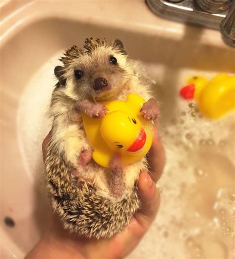 They were about 9 weeks old at this time. Cute hedgehog Having a Bubble Bath | LuvBat