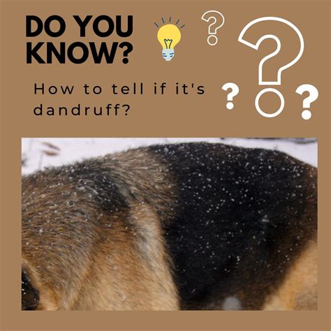 What Causes Dandruff In Puppies