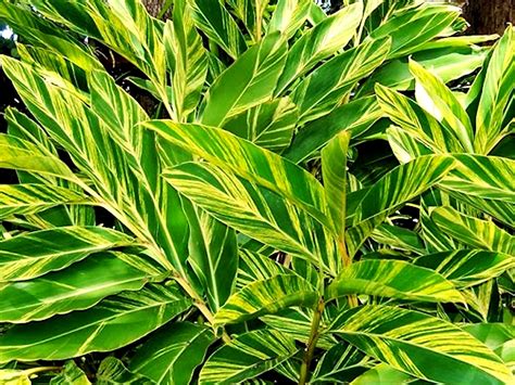 Alpinia Zerumbet Variegata For Sale Wholesale Plants Sunshine