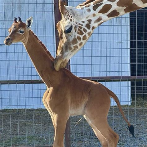 A Rare Giraffe Without Spots Is Born At A Zoo In Tennessee Npr