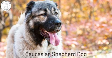 Caucasian Shepherd Dog Breed Information And Details