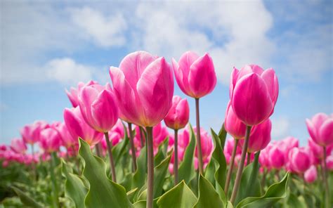 Download Wallpapers Pink Tulips 4k Spring Tulip Field