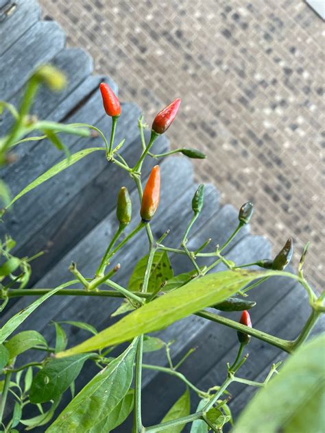 20 Hawaiian Chili Pepper Plant Seeds Harvested 12221 Etsy