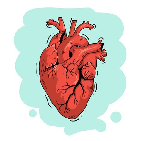 Dibujo De Dibujos Animados Del Corazón Humano Vector Premium Images