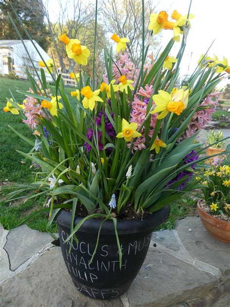 Tips For Growing Spring Bulbs In Containers Longfield Gardens