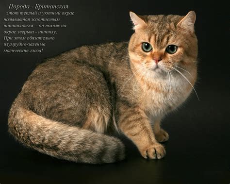 Виды котиков - картинки и фото koshka.top