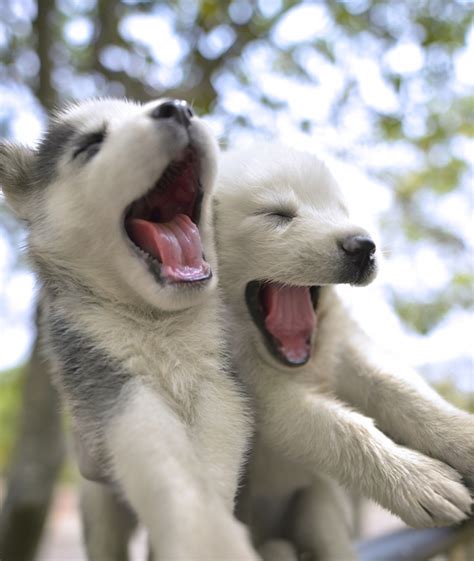 These gorgeous husky puppies are so cute that we all want to have one for ourselves. 7 Things You Need To Know About The Siberian Husky - Animalso