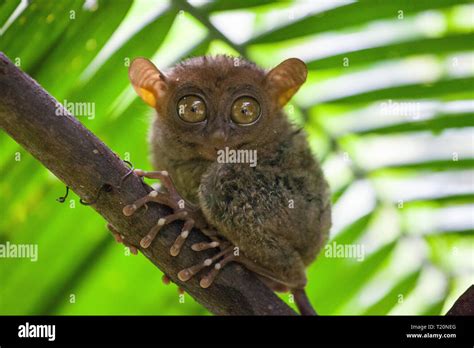 Phillipine Tarsier Tarsius Syrichta The Worlds Smallest Primate Cute