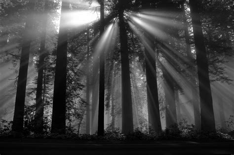 Fond Décran Lumière Du Soleil Des Arbres Forêt Monochrome Foncé