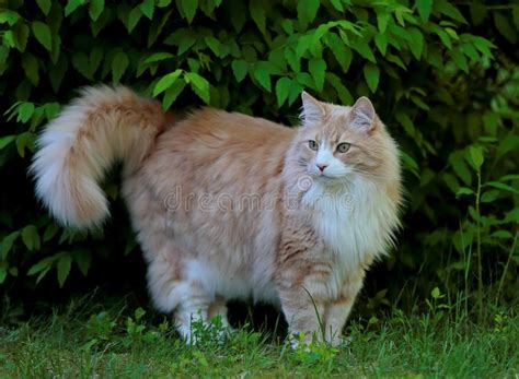 Norwegian Forest Cat Male With Alert Expressioin Stock