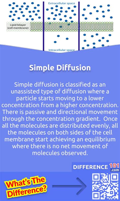 Simple Diffusion Vs Facilitated Diffusion 6 Key Differences Examples