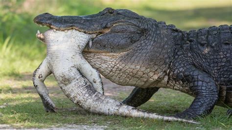 Giant Alligator Eating Another Smaller Alligator Natureismetal