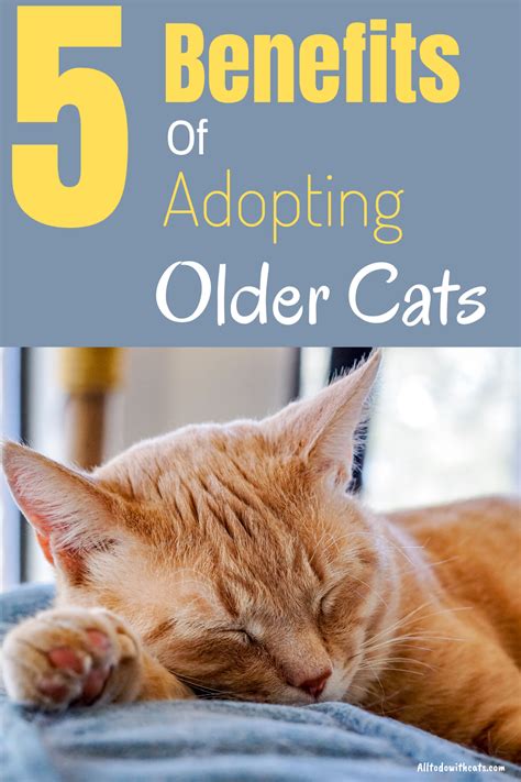 Adopting a rescue cat is a wonderful way to get a grateful and loving companion while also saving a life. 5 Benefits Of Adopting An Older Cat (What You Need To Know ...