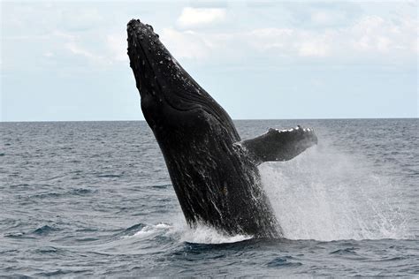 Black Whale Show Up Above Water Sea During Daytime Hd Wallpaper