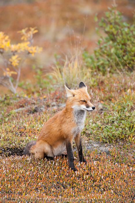 Red Fox Autumn Tundra