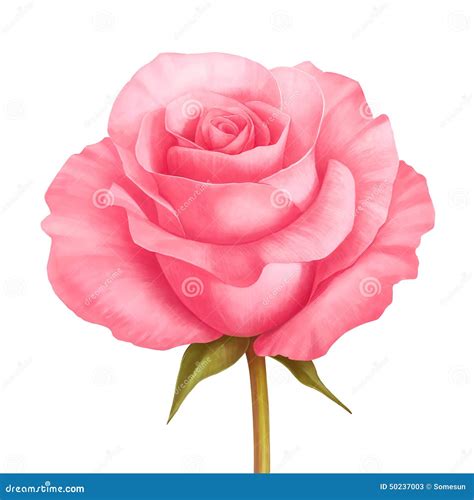 Vector Rose Pink Flower Illustration Isolated On White Stock Vector