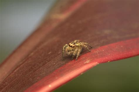 Premium Photo A Spider On A Leaf Of A Plant