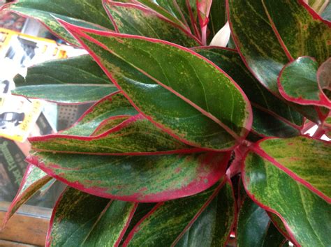 Identifying and Care of a Chinese Evergreen - HousePlant411 ...