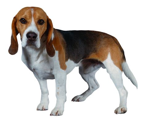 Beagle Dog Png All