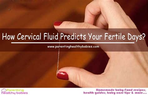 How Cervical Fluid Predicts Your Fertile Days