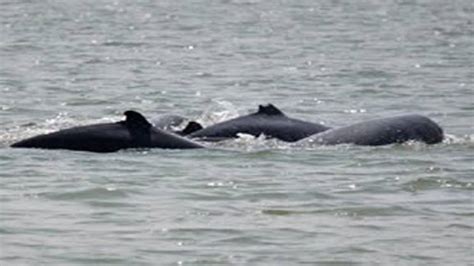 After A Five Year Break Annual Headcount Exercise Of Dolphins