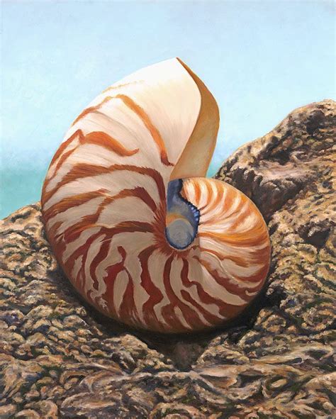 Nautilus Shell Artwork Beachy Art Lake Worth