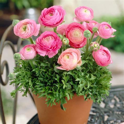 Tecolote Pink Ranunculus Persian Buttercups American Meadows