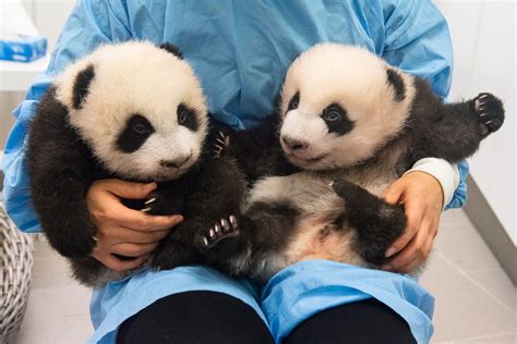 We meet Pairi Daiza's twin baby pandas ahead of their unveiling next