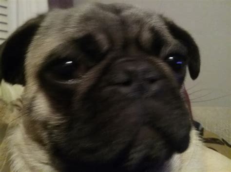 Click here to be notified when new pug puppies are listed. Pug puppy dog for sale in Mechanicsville, Virginia