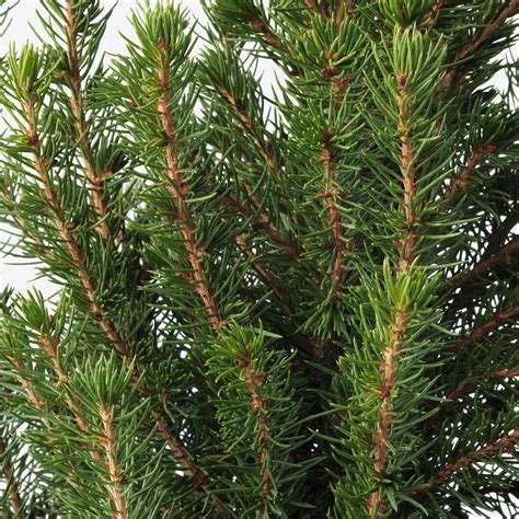 Picea Glauca Conica Potted Plant White Spruce 15 Cm Ikea Latvija