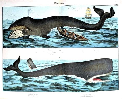 Whales Vintage Illustration De Baleine Histoire Naturelle Animales