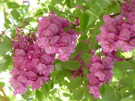 Purple Flowers Are Blooming On The Tree